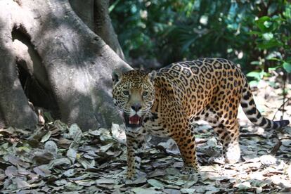 Un leopardo en su h&aacute;bitat. 