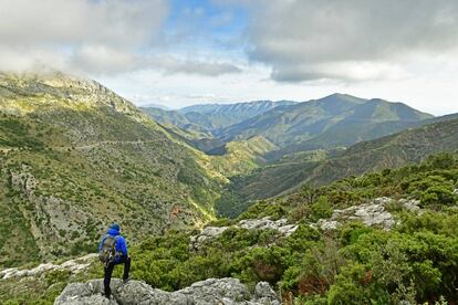 Bosque de pinsapos en la Sierra de las Nieves (Málaga).