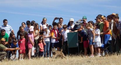 Liberación de un lince en Sierra Morena oriental, en julio de este año