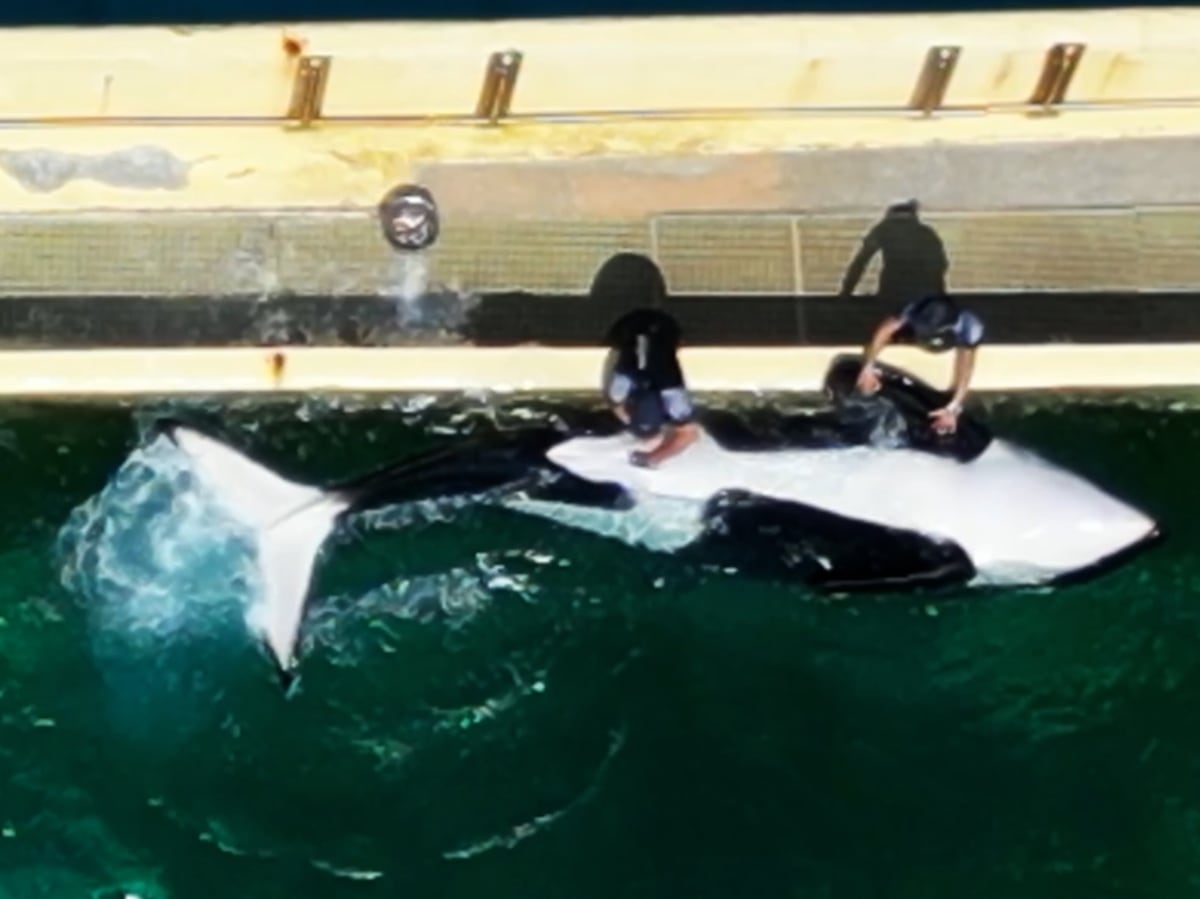 Polémica en Francia por las imágenes de un entrenador masturbando a la orca ‘Keijo’, atrapada en el limbo del parque acuático de Marineland