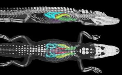 Imágenes por tomografía computadorizada, con tratamiento posterior, de un aligátor de 12 kilogramos, para estudiar la circulación del aire por los pulmones.