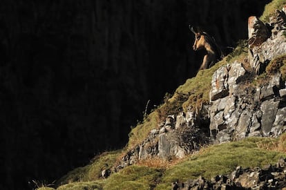 Si hay que elegir un animal emblemático de los Pirineos este es el sarrio (Rupicapra pyrenaica), señor de los acantilados vertiginosos.