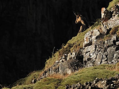 Si hay que elegir un animal emblemático de los Pirineos este es el sarrio (Rupicapra pyrenaica), señor de los acantilados vertiginosos.