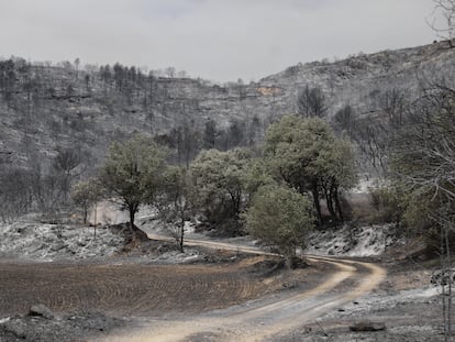 Efectos del fuego en la zona de Artesa de Segre. En la imagen, bosque quemado en los alrededores de Baldomar.