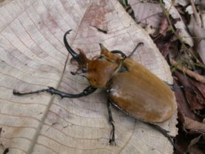 Ejemplar de 'Megasoma elephas'.