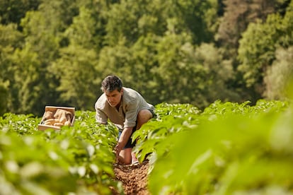 Un trabajador de la finca Mas Planeses trabaja en el huerto. 