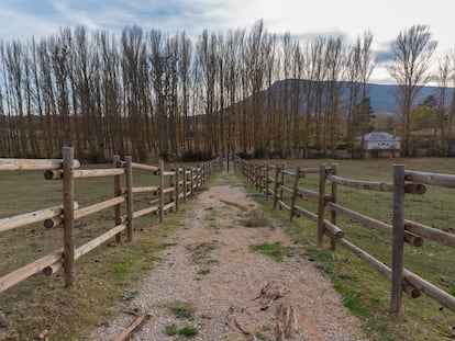 Un camino en Valonsadero (Soria).