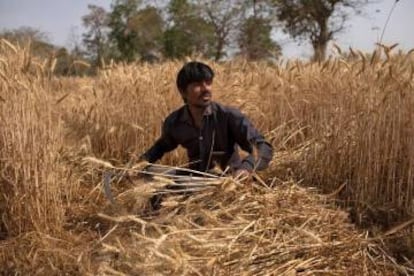 Recogida de trigo durante el confinamiento de India, en Jugyai en abril de 2020.