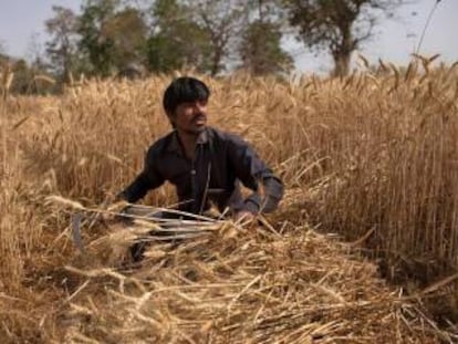 Recogida de trigo durante el confinamiento de India, en Jugyai en abril de 2020.