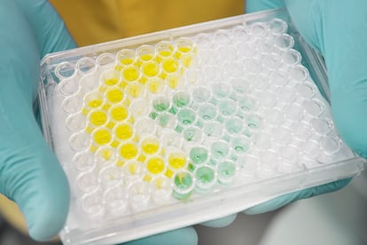 Samples of galectins, the protein studied by Gabriel Rabinovich.