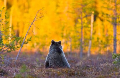 Oso pardo en un bosque en Pirttivaara, en la Karelia finlandesa.