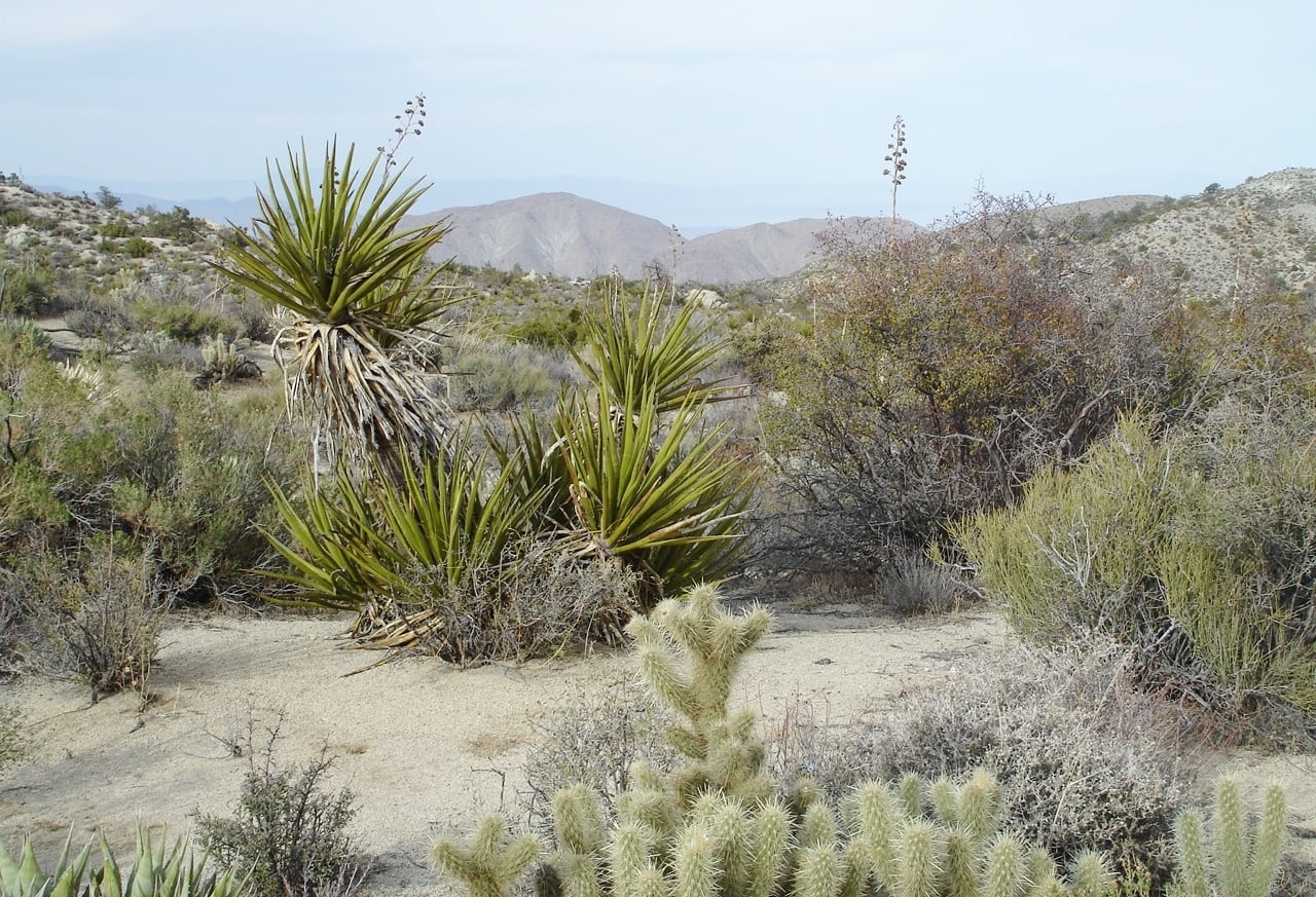 Hay tanta diversidad en las zonas áridas como en las selvas o en los bosques