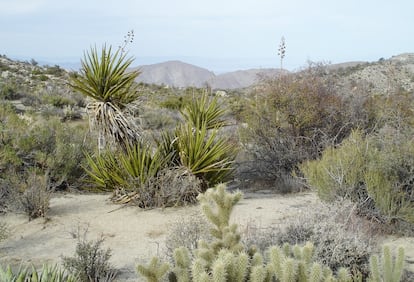 Parque nacional Árboles de Josué