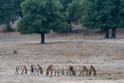 Los caballos salvajes de Przewalski han vuelto a la dehesa burgalesa, miles de años después de su extinción.