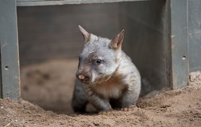 Wombat Australia