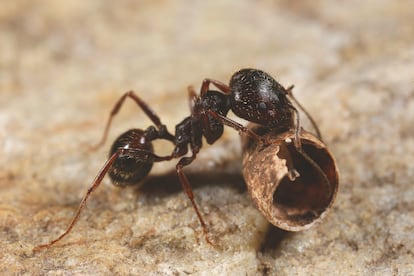 Ejemplar de obrera de 'Messor ibericus'. Todas las obreras de esta especie analizadas son híbridos de una reina de su especie y un macho de 'M. structor'