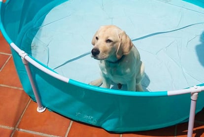 Con cuatro meses 'Bruce' recibió una piscina de plástico (muy duro) como premio.