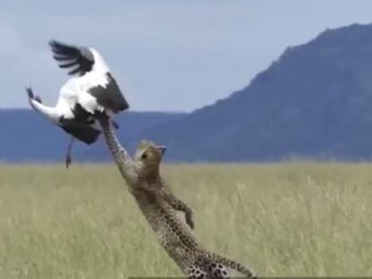 Un vídeo muestra el momento exacto en que un pájaro consigue zafarse de las garras del felino