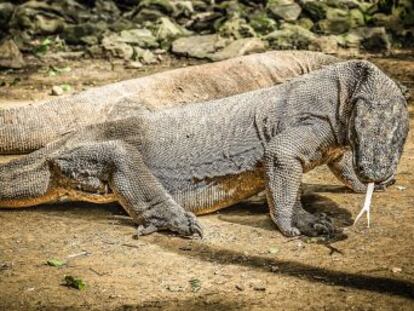 Tras inspirar al director de King Kong, los dragones de Komodo siguen sorprendiéndonos con su arsenal para matar