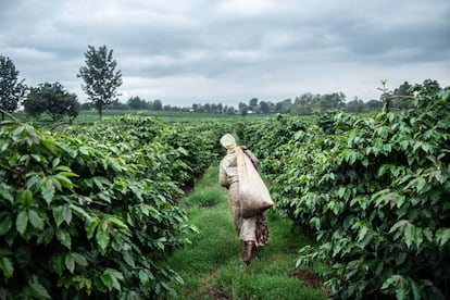 Una plantación de café en Ruiru (Kenia).