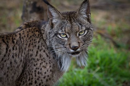 An Iberian lynx in El Acebuche (Huelva).