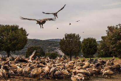 Hasta 200 buitres se acercan a comer carroña en el Refugio de Rapaces de Montejo de la Vega, en Segovia.