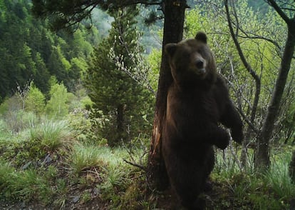 El oso Cachou en una imagen de 2017.