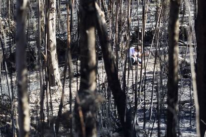 El incendio en O Pindo arrasó más de 2.000 hectáreas