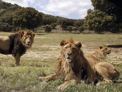 Los reyes de la selva