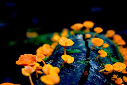 The winning image of the third annual 2023 BMC Ecology and Evolution Photo Contest, which is part of the prestigious 'Nature', captures an invasive orange-pored fungus ('Favolaschia valocera') growing on dead wood in an Australian rainforest. Despite its innocent appearance, photographer Cornelia Sattler stresses that this is an invasive species that displaces other fungi and is spreading through Australian ecosystems. As in previous editions, BMC has received an impressive collection of photographs from ecologists and evolutionary biologists from around the world.
