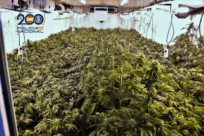 Plantación de marihuana desmantelada durante la operación. La foto también ha sido facilitada por la policía.