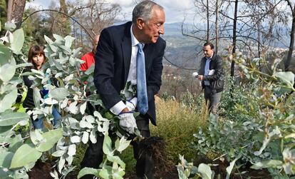 El presidente portugués, Marcelo Rebelo de Sousa, arrancando eucaliptus.