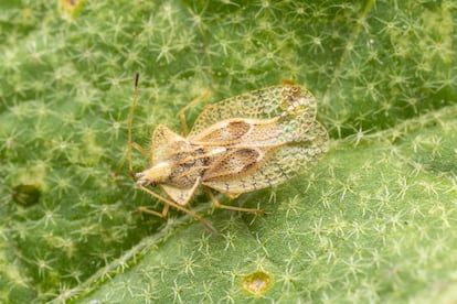 Female bedbugs (‘Gargaphia solani’) lay their eggs in a relative’s nest and then leave.