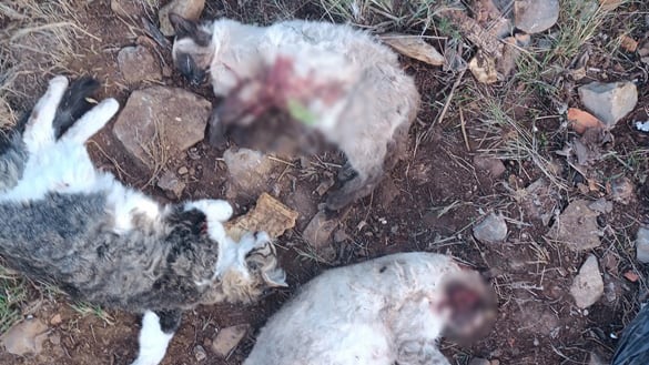 Imagen vinculada al feed original: Nueve meses de investigación para resolver el crimen de los cuatro gatos