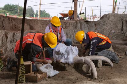 Los colmillos de un mamut en una de las excavaciones del aeropuerto este mes de julio.