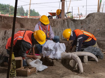 Los colmillos de un mamut en una de las excavaciones del aeropuerto este mes de julio.