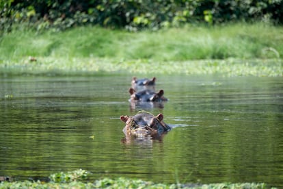 De nijlpaarden van Bijagós.