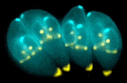 Toxoplasma gondii