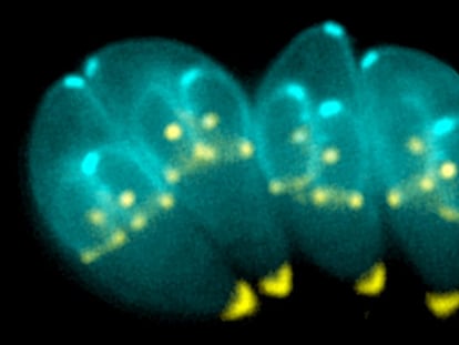 Imagen de un protozoo 'Toxoplasma gondii' tras dividirse, una de las formas que tiene de reproducirse.