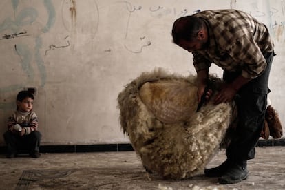 Un hombre sirio esquila una oveja ante la mirada de su hijo, en Douma  (Siria).