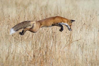 Un zorro saltando en el parque nacional de Yellowstone.