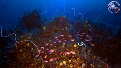 Corals and fish in the underwater lava of the Tajogaite volcano in La Palma.