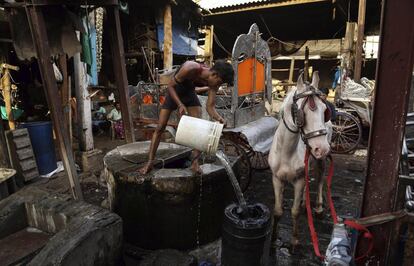 HO05 BOMBAY (INDIA) 19/03/2016.- Un hombre da de beber a un caballo en un establo en Bombay (India) el 19 de marzo de 2016. Los coches de caballos victoria ya llevan desaparecidos de las calles de Bombay un año. La conocida atracción turística fue prohibida por el Tribunal Supremo de Bombay en junio de 2015, en defensa de los animales y de acuerdo con la Ley de Prevención de Crueldad a los Animales. Estos vehículos aparecieron en la época de la reina Victoria, un remanente de la época colonial británica. Estos coloridos carruajes se utilizaban para recorrer pequeñas distancias principalmente del Taj Mahal Palace hotel o el Trident Hotel a la Puerta de la India. EFE/Divyakant Solanki