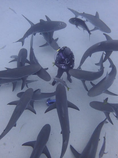 Karlos Simón, en plena inmersión rodeado de tiburones coralinos.