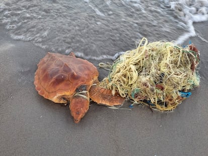 Una tortuga atrapada en una red de pesca.