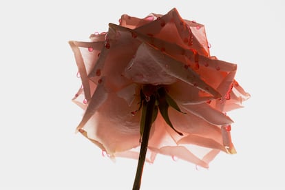 Una rosa impregnada del jugo dulce de las fresas para plasmar en imagen el aroma de Spiky Muse.