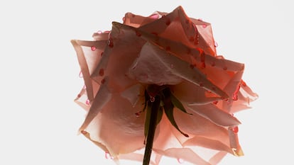 Una rosa impregnada del jugo dulce de las fresas para plasmar en imagen el aroma de Spiky Muse.