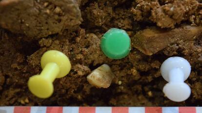 Imagen del diente de la niña neandertal hallado en la excavación.