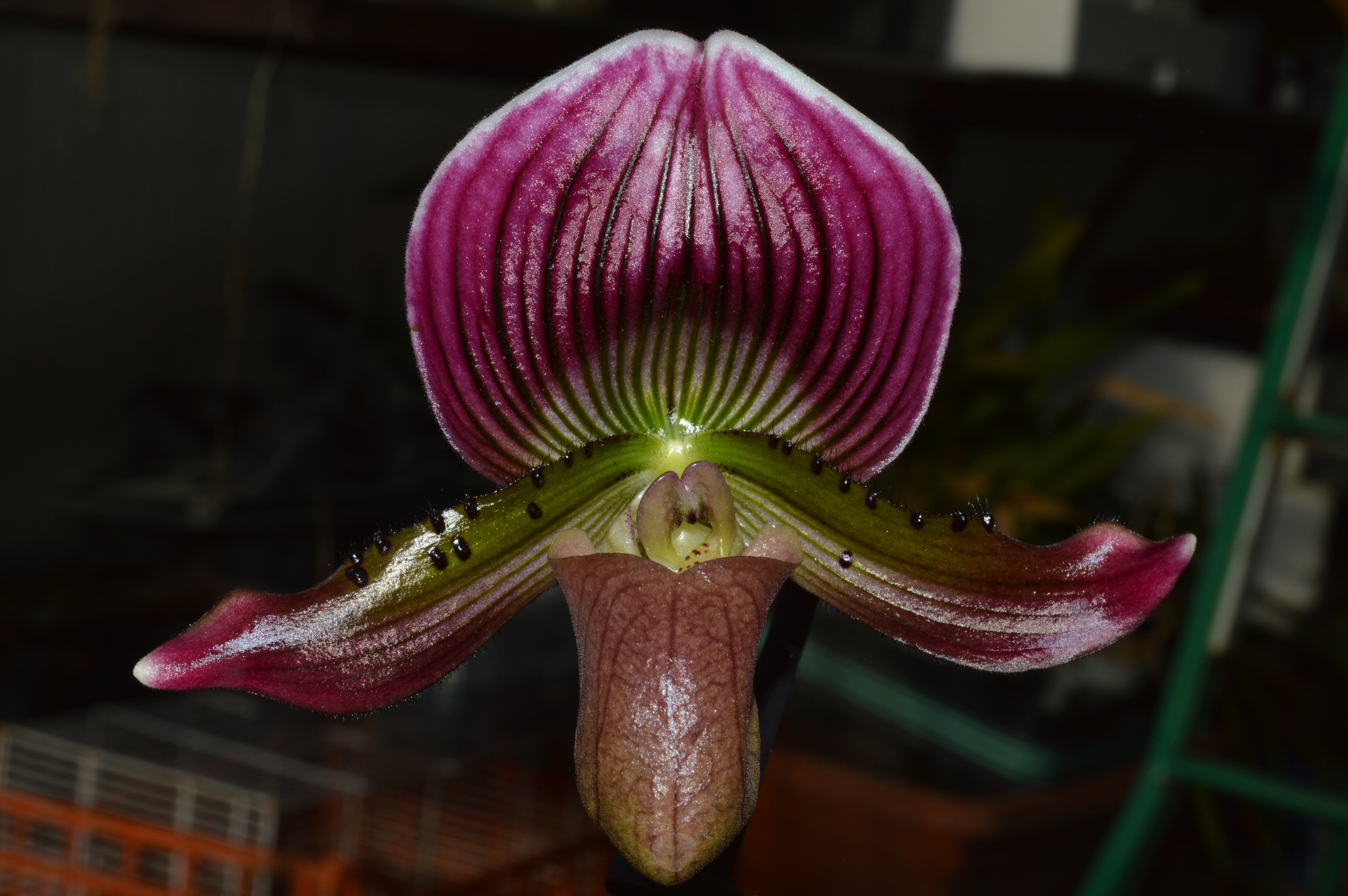 Paphiopedilum thailandense destaca por sus colores fucsia muy atractivos.