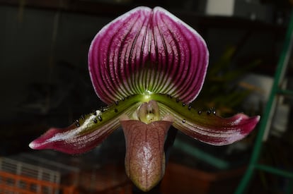 Paphiopedilum thailandense destaca por sus colores fucsia muy atractivos.